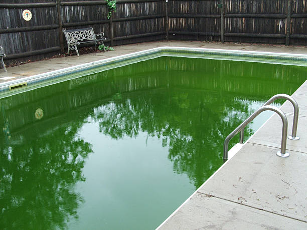 What-Bacteria-Can-Grow-in-a-Dirty-Pool